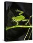 Hyla Meridionalis (Mediterranean Tree Frog) - in Water-Paul Starosta-Stretched Canvas