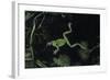 Hyla Meridionalis (Mediterranean Tree Frog) - in Water-Paul Starosta-Framed Photographic Print