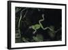 Hyla Meridionalis (Mediterranean Tree Frog) - in Water-Paul Starosta-Framed Photographic Print