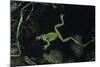 Hyla Meridionalis (Mediterranean Tree Frog) - in Water-Paul Starosta-Mounted Photographic Print