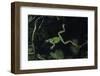 Hyla Meridionalis (Mediterranean Tree Frog) - in Water-Paul Starosta-Framed Photographic Print