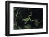 Hyla Meridionalis (Mediterranean Tree Frog) - in Water-Paul Starosta-Framed Photographic Print