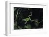 Hyla Meridionalis (Mediterranean Tree Frog) - in Water-Paul Starosta-Framed Photographic Print