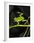 Hyla Meridionalis (Mediterranean Tree Frog) - in Water-Paul Starosta-Framed Photographic Print