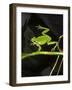Hyla Meridionalis (Mediterranean Tree Frog) - in Water-Paul Starosta-Framed Photographic Print
