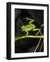 Hyla Meridionalis (Mediterranean Tree Frog) - in Water-Paul Starosta-Framed Photographic Print