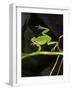 Hyla Meridionalis (Mediterranean Tree Frog) - in Water-Paul Starosta-Framed Photographic Print