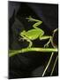 Hyla Meridionalis (Mediterranean Tree Frog) - in Water-Paul Starosta-Mounted Photographic Print