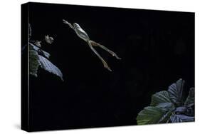 Hyla Meridionalis (Mediterranean Tree Frog) - Leaping-Paul Starosta-Stretched Canvas