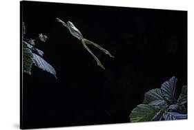 Hyla Meridionalis (Mediterranean Tree Frog) - Leaping-Paul Starosta-Stretched Canvas