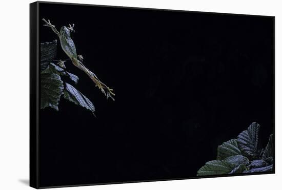 Hyla Meridionalis (Mediterranean Tree Frog) - Leaping-Paul Starosta-Framed Stretched Canvas