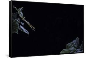 Hyla Meridionalis (Mediterranean Tree Frog) - Leaping-Paul Starosta-Framed Stretched Canvas