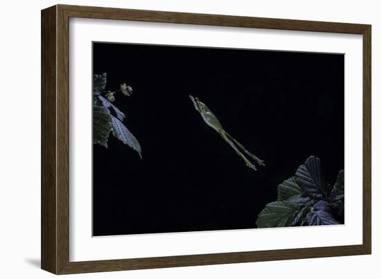 Hyla Meridionalis (Mediterranean Tree Frog) - Leaping-Paul Starosta-Framed Photographic Print