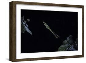 Hyla Meridionalis (Mediterranean Tree Frog) - Leaping-Paul Starosta-Framed Photographic Print