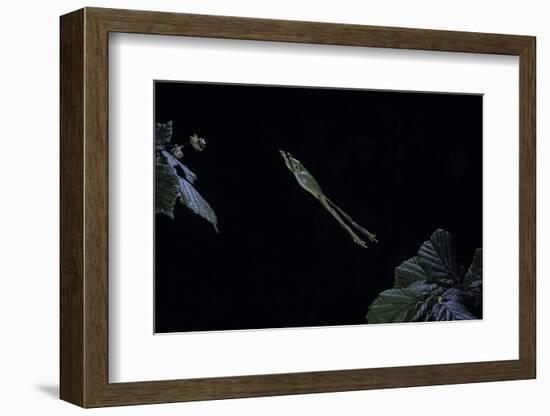 Hyla Meridionalis (Mediterranean Tree Frog) - Leaping-Paul Starosta-Framed Photographic Print