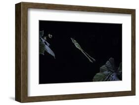 Hyla Meridionalis (Mediterranean Tree Frog) - Leaping-Paul Starosta-Framed Photographic Print