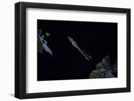 Hyla Meridionalis (Mediterranean Tree Frog) - Leaping-Paul Starosta-Framed Photographic Print