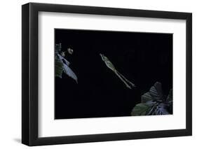 Hyla Meridionalis (Mediterranean Tree Frog) - Leaping-Paul Starosta-Framed Photographic Print