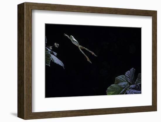 Hyla Meridionalis (Mediterranean Tree Frog) - Leaping-Paul Starosta-Framed Photographic Print