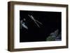 Hyla Meridionalis (Mediterranean Tree Frog) - Leaping-Paul Starosta-Framed Photographic Print