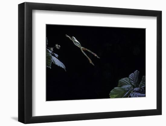 Hyla Meridionalis (Mediterranean Tree Frog) - Leaping-Paul Starosta-Framed Photographic Print