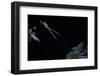 Hyla Meridionalis (Mediterranean Tree Frog) - Leaping-Paul Starosta-Framed Photographic Print