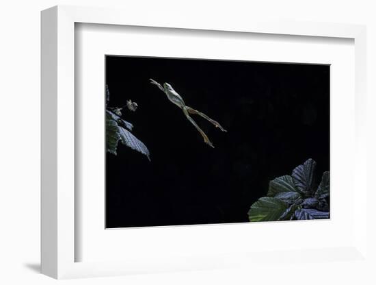 Hyla Meridionalis (Mediterranean Tree Frog) - Leaping-Paul Starosta-Framed Photographic Print