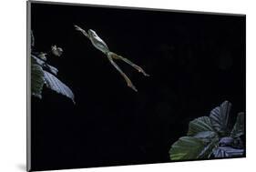 Hyla Meridionalis (Mediterranean Tree Frog) - Leaping-Paul Starosta-Mounted Photographic Print