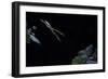 Hyla Meridionalis (Mediterranean Tree Frog) - Leaping-Paul Starosta-Framed Photographic Print