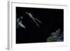 Hyla Meridionalis (Mediterranean Tree Frog) - Leaping-Paul Starosta-Framed Photographic Print