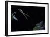 Hyla Meridionalis (Mediterranean Tree Frog) - Leaping-Paul Starosta-Framed Photographic Print