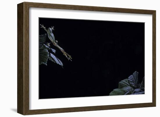 Hyla Meridionalis (Mediterranean Tree Frog) - Leaping-Paul Starosta-Framed Photographic Print