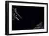 Hyla Meridionalis (Mediterranean Tree Frog) - Leaping-Paul Starosta-Framed Photographic Print