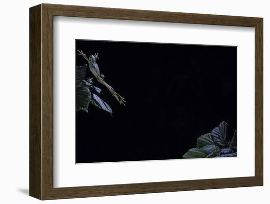 Hyla Meridionalis (Mediterranean Tree Frog) - Leaping-Paul Starosta-Framed Photographic Print
