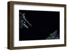 Hyla Meridionalis (Mediterranean Tree Frog) - Leaping-Paul Starosta-Framed Photographic Print