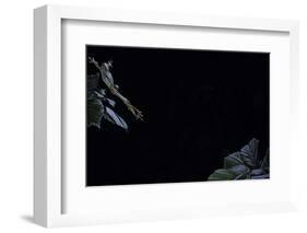 Hyla Meridionalis (Mediterranean Tree Frog) - Leaping-Paul Starosta-Framed Photographic Print