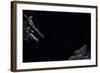 Hyla Meridionalis (Mediterranean Tree Frog) - Leaping-Paul Starosta-Framed Photographic Print