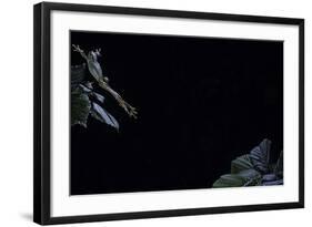 Hyla Meridionalis (Mediterranean Tree Frog) - Leaping-Paul Starosta-Framed Photographic Print