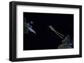 Hyla Meridionalis (Mediterranean Tree Frog) - Leaping-Paul Starosta-Framed Photographic Print