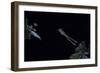 Hyla Meridionalis (Mediterranean Tree Frog) - Leaping-Paul Starosta-Framed Photographic Print