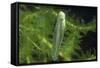 Hyla Meridionalis (Mediterranean Tree Frog) - Newly Hatched Tadpole-Paul Starosta-Framed Stretched Canvas