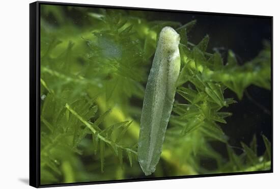 Hyla Meridionalis (Mediterranean Tree Frog) - Newly Hatched Tadpole-Paul Starosta-Framed Stretched Canvas