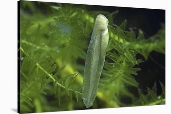 Hyla Meridionalis (Mediterranean Tree Frog) - Newly Hatched Tadpole-Paul Starosta-Stretched Canvas