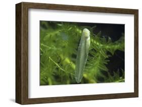 Hyla Meridionalis (Mediterranean Tree Frog) - Newly Hatched Tadpole-Paul Starosta-Framed Photographic Print