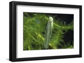 Hyla Meridionalis (Mediterranean Tree Frog) - Newly Hatched Tadpole-Paul Starosta-Framed Photographic Print