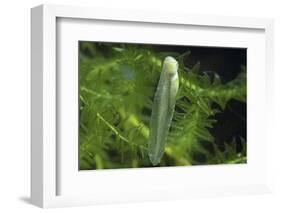 Hyla Meridionalis (Mediterranean Tree Frog) - Newly Hatched Tadpole-Paul Starosta-Framed Photographic Print