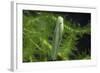 Hyla Meridionalis (Mediterranean Tree Frog) - Newly Hatched Tadpole-Paul Starosta-Framed Photographic Print