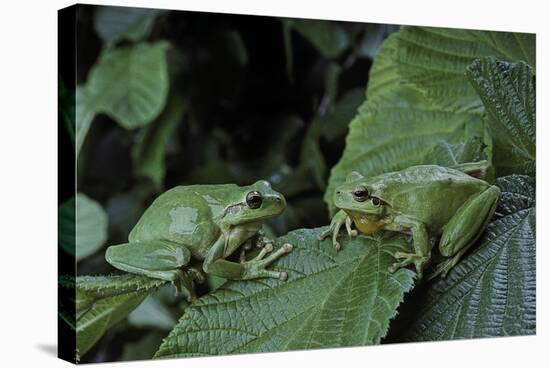 Hyla Meridionalis (Mediterranean Tree Frog) - Pair-Paul Starosta-Stretched Canvas