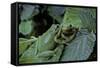 Hyla Meridionalis (Mediterranean Tree Frog) - Pair-Paul Starosta-Framed Stretched Canvas