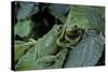 Hyla Meridionalis (Mediterranean Tree Frog) - Pair-Paul Starosta-Stretched Canvas